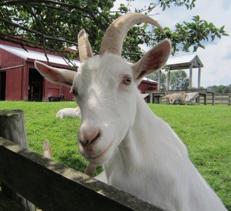 Farm Sanctuary Goat