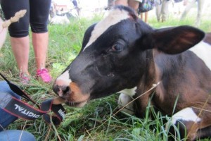 Michael, Farm Sanctuary Calf, tastes a camera strap