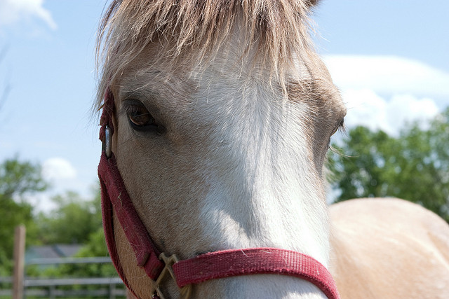 Horse is tired from all the rides