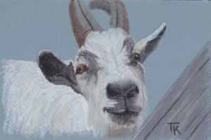 2011-11-08 Pastel Goat