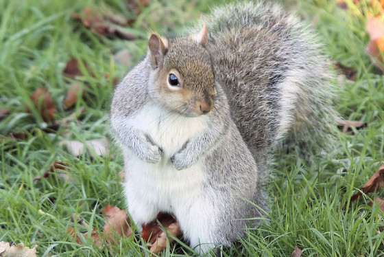 REPORT: Protest of Squirrel Massacre, Holley NY, 2/16/13 – Animal ...