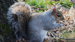 Protest for Peace for Squirrels – Animal Rights Rochester