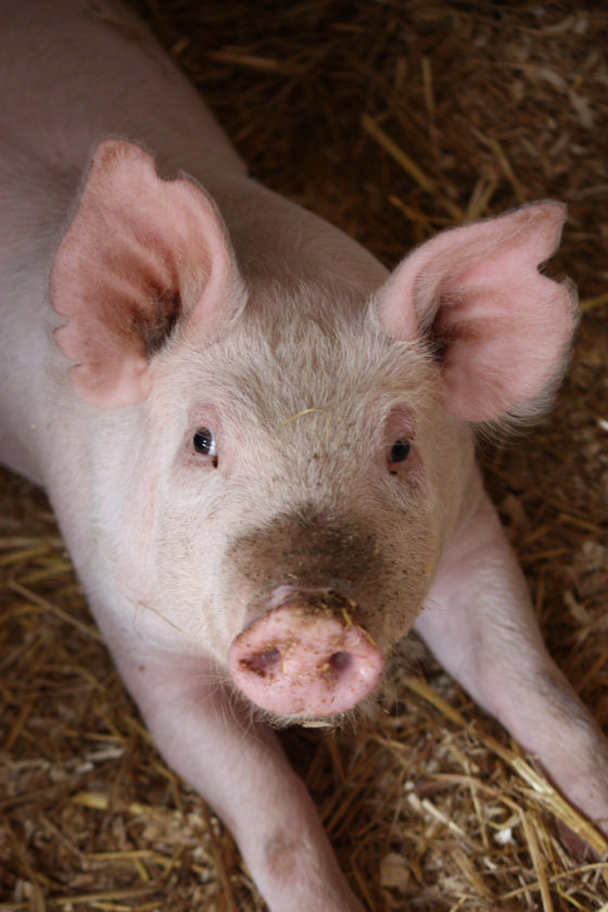 stand-up-for-pigs-animal-rights-rochester