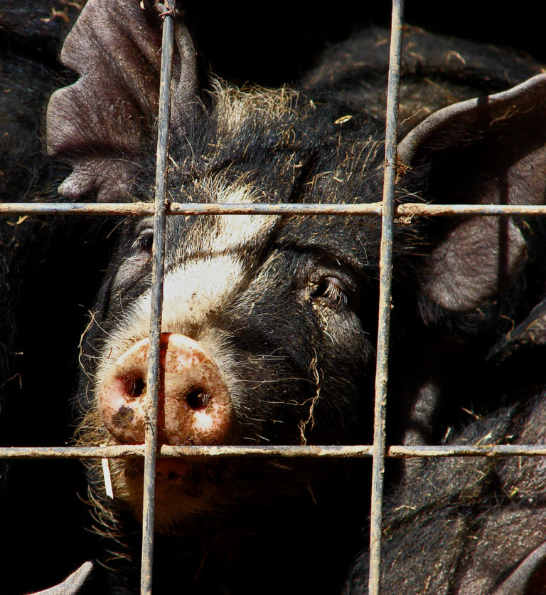 Rib Fest Protest 5/26 Animal Rights Rochester